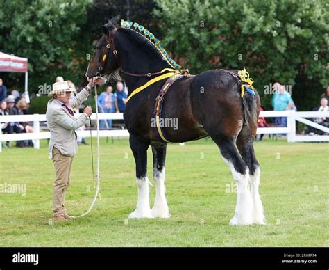 shire horse show 2023|shire horse show 2022 newark.